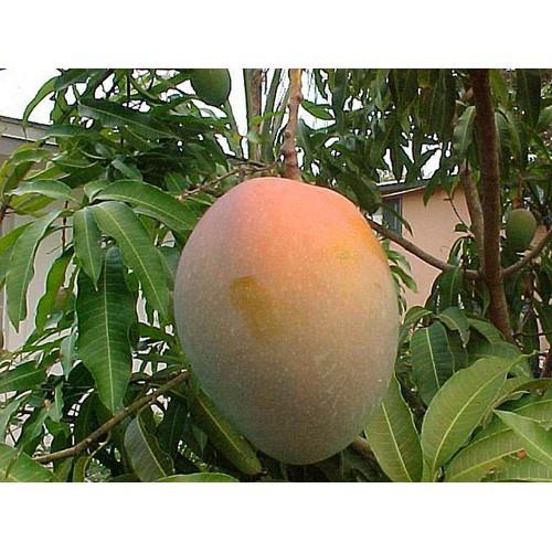 Cây giống Xoài Úc siêu trái siêu sớm cây ghép cho quả sớm