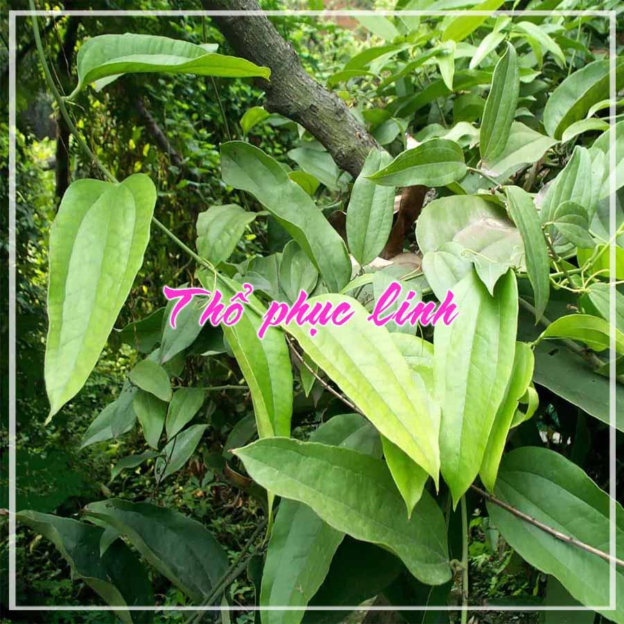 Củ Thổ Phục Linh khô 500gram