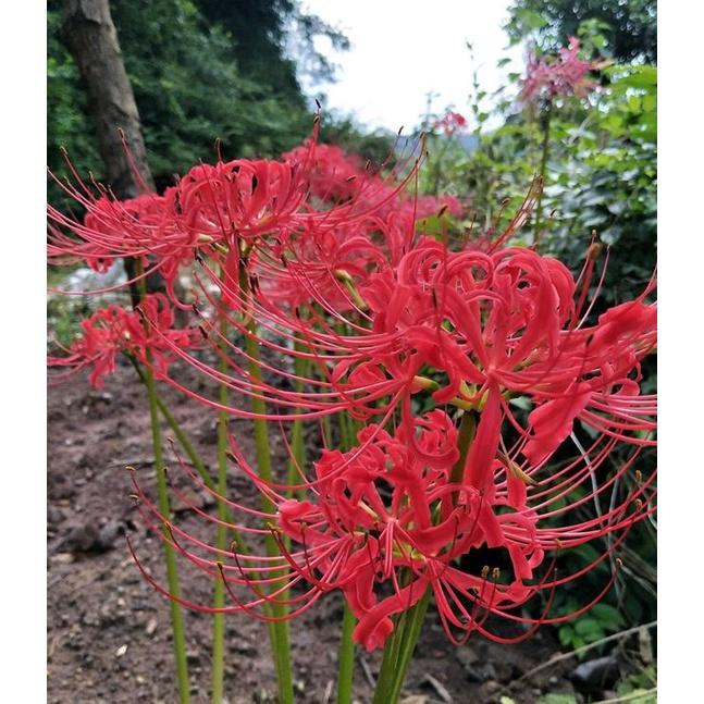 Combo 3 Củ giống hoa bỉ ngạn hoa màu đỏtặng kèm 3 viên nén