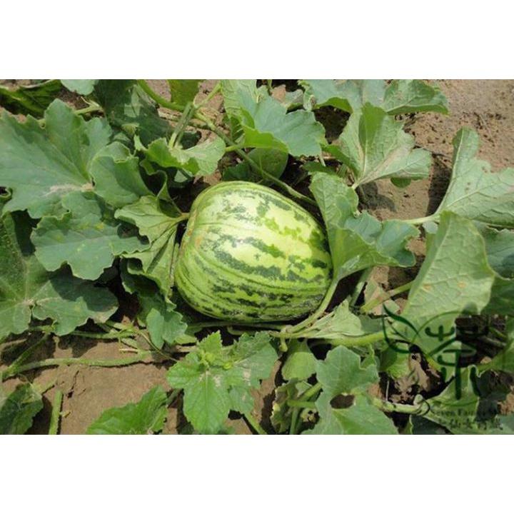Hạt Giống Dưa Bở Thơm Cao Sản KNS3331 - Gói 50 hạt