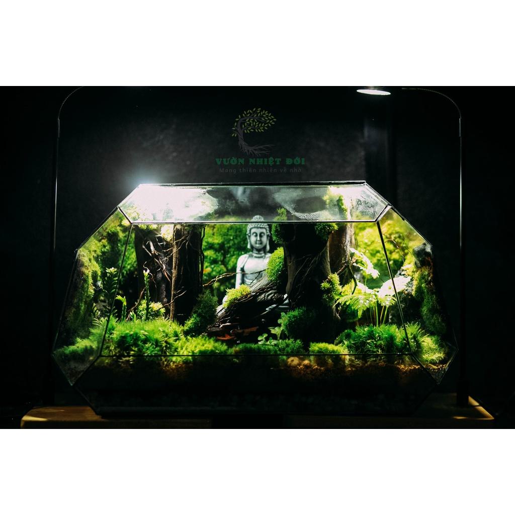 Bể Terrarium Đa Giác Setup Bán Cạn Để Bàn Làm Việc