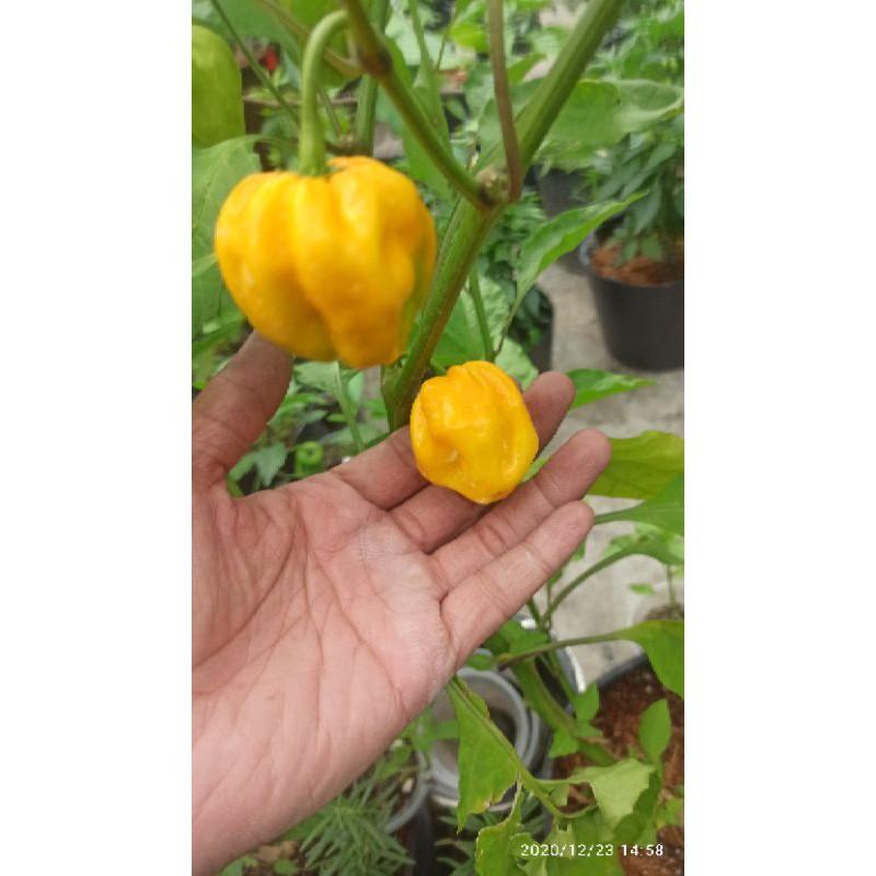 Hạt ớt HABANERO VÀNG