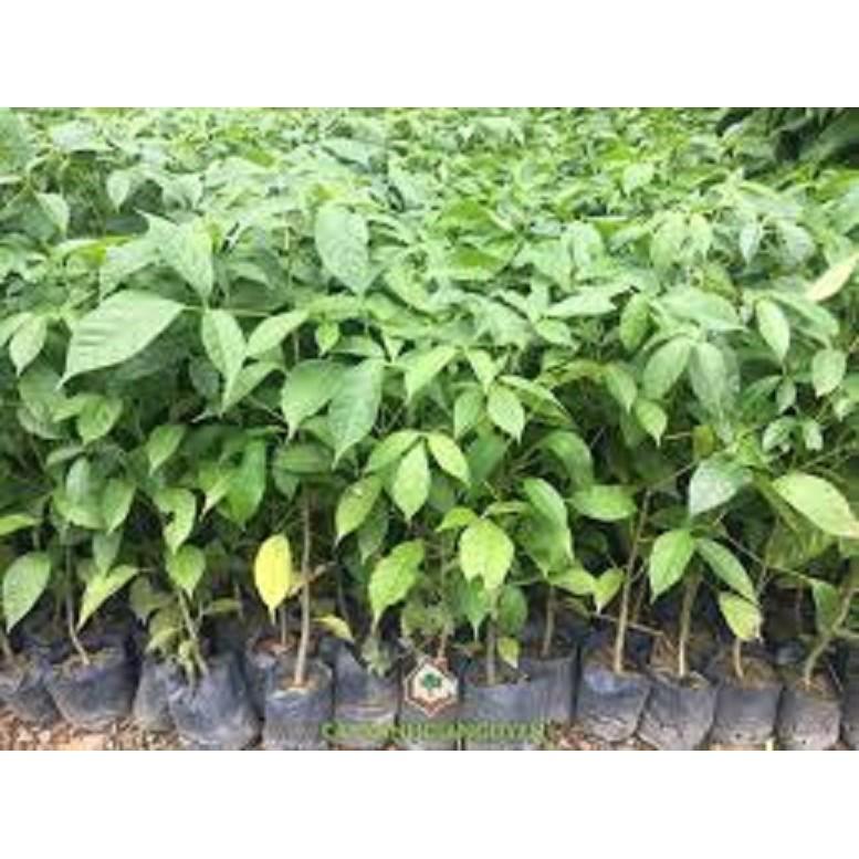 COMBO 2 BẦU CÂY GIỐNG CÂY KÈN HỒNG - CB2BCGCKH