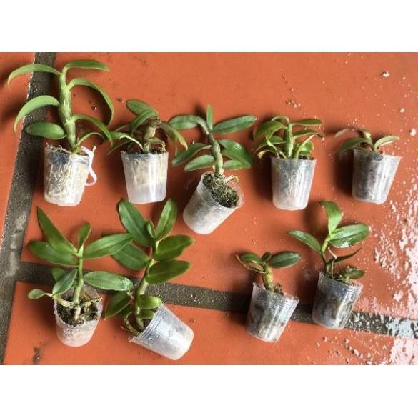 Phi điệp tím giống