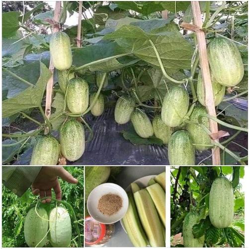Hạt Giống Dưa Chuột Mèo Bản Địa KNS3 - Gói 100gram