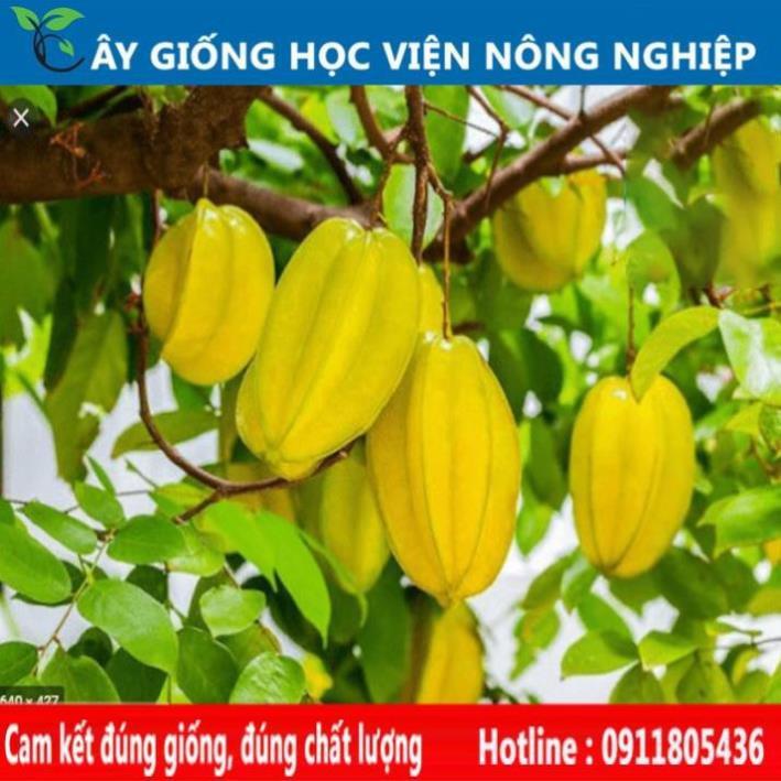 Sản phẩm Cây Ăn Trái cây giống khế chua sai quả của viện nghiên cứu cây trồng nông nghiệp