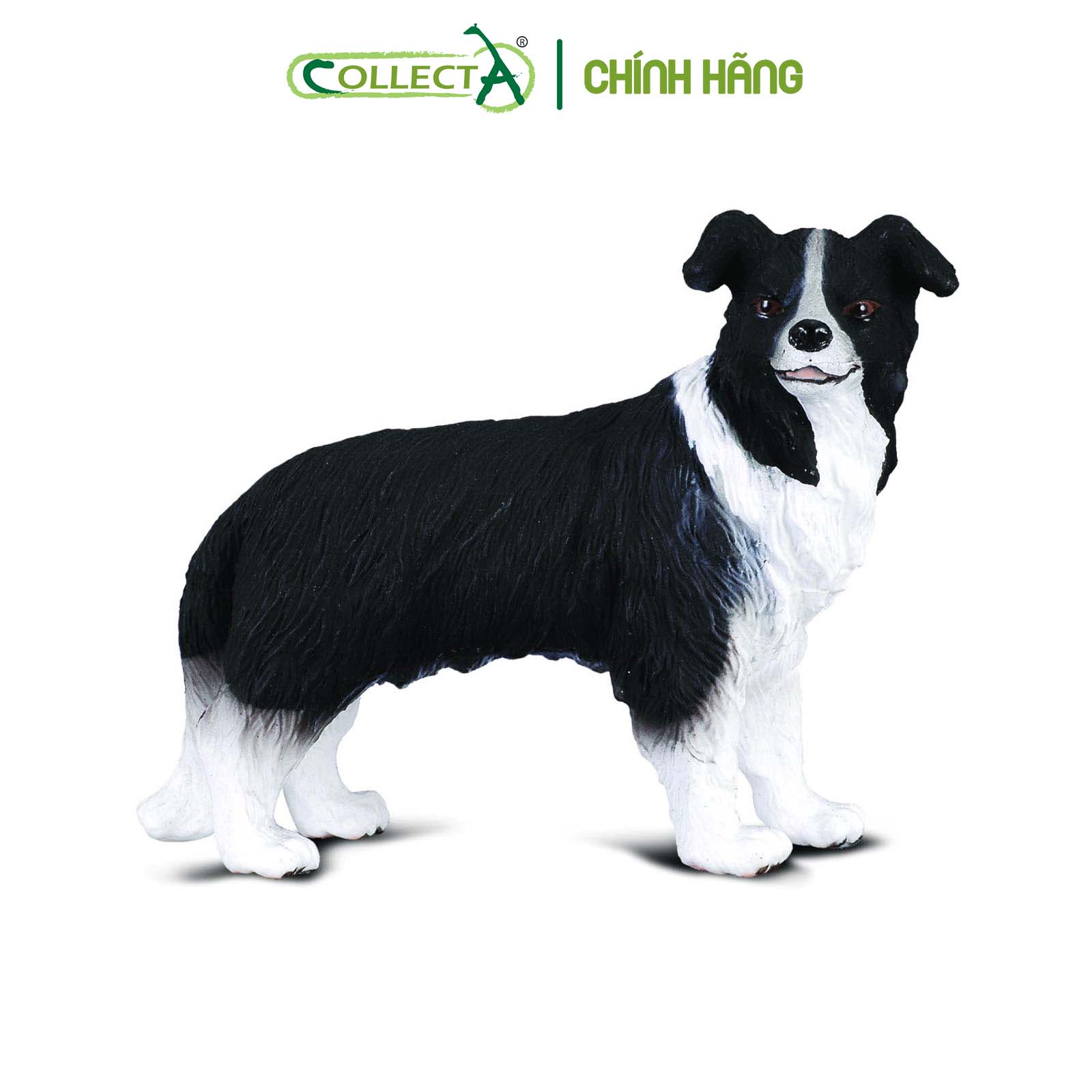 Mô hình thu nhỏ: Chó Collie - Border Collie, hiệu: CollectA, mã HS 9650020[88010] -  Chất liệu an toàn cho trẻ - Hàng chính hãng