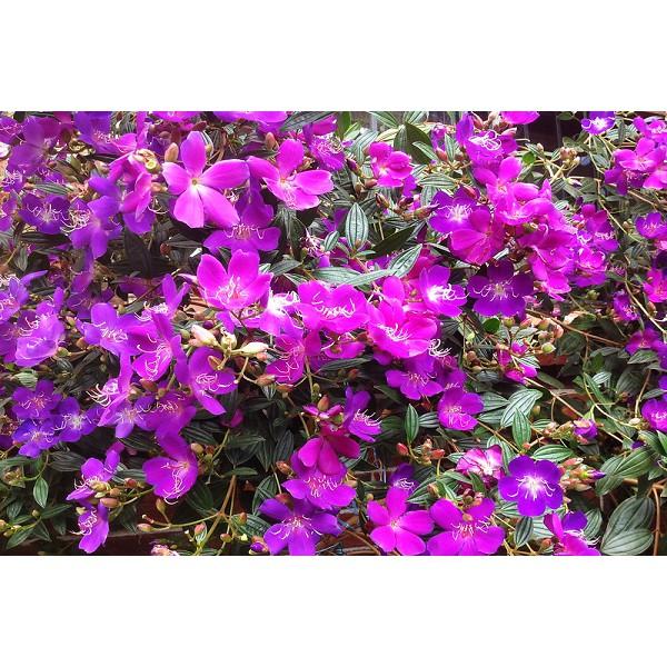 Chậu cây giống hoa Mua Thái  cao 30-40cm đang hoa nhiều nụ - cây cho hoa Tím lịm quanh năm, cực dễ trồng