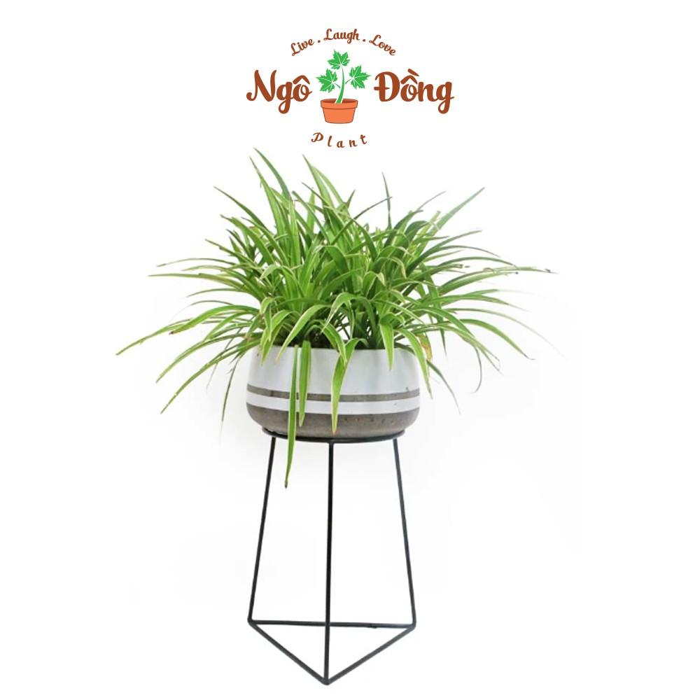 Đôn Kê Nâng Chậu Cây Chậu Hoa C40cm Đế Hình Tam Giác Bằng Sắt Màu Đen Trang Trí Trong Nhà Ngoài Vườn