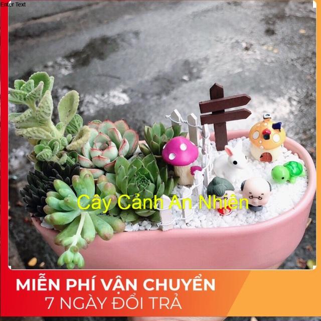 Chậu sen đá tiểu cảnh