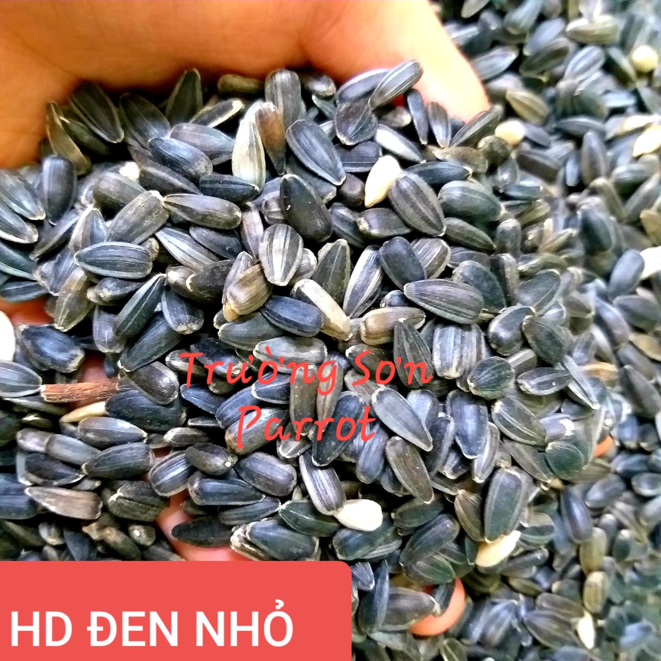 500g/ 1000g hạt hướng dương đen nhỏ (baby) cho chim vẹt, sóc, hamster