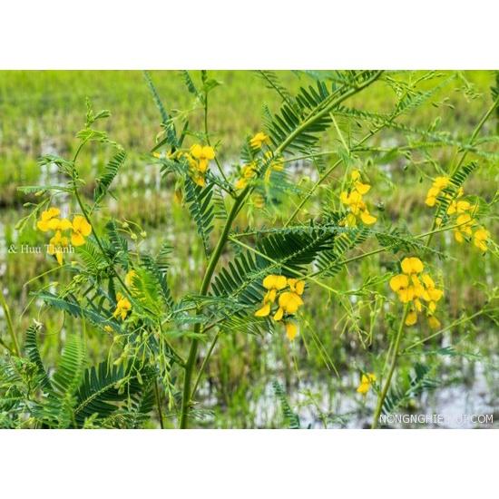 Hạt Giống Cây Bông Điên Điển KNS301 - gói 30 hạt
