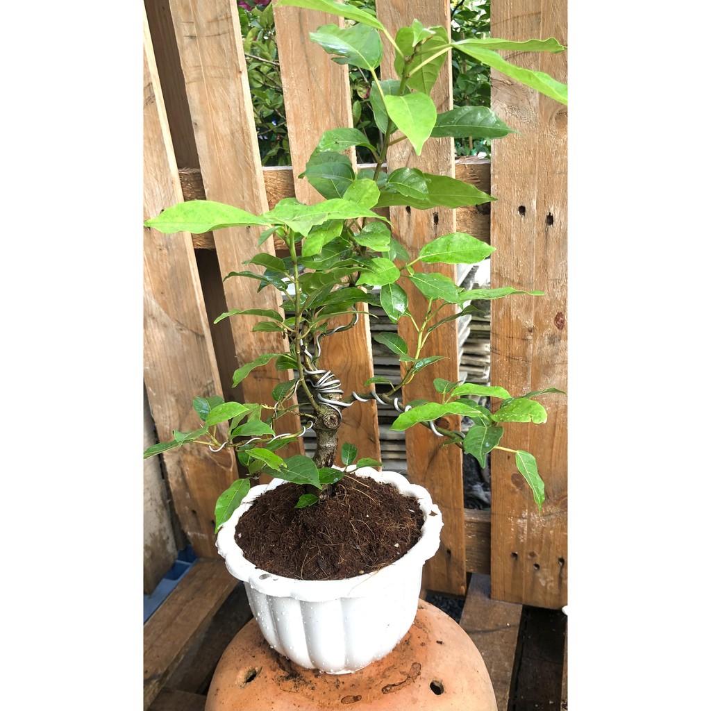 Chậu Bonsai cây sung trái xanh