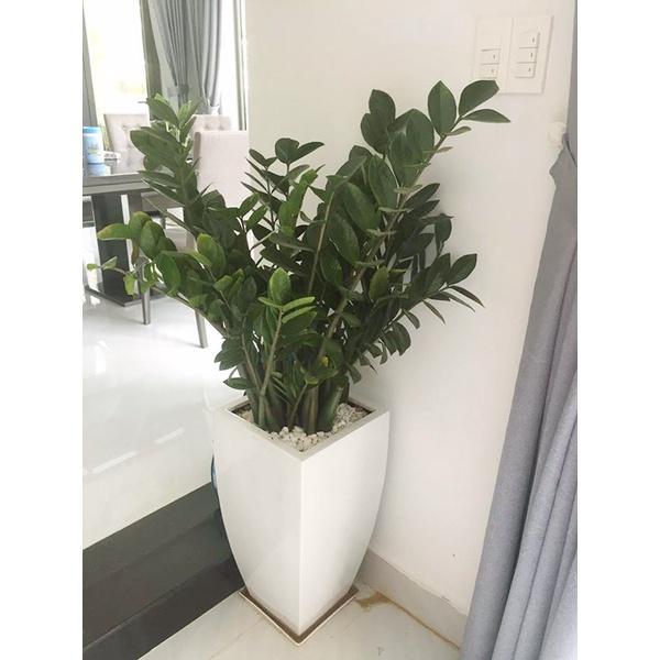 Cây Kim Tiền GỬI ĐI NGUYÊN bầu