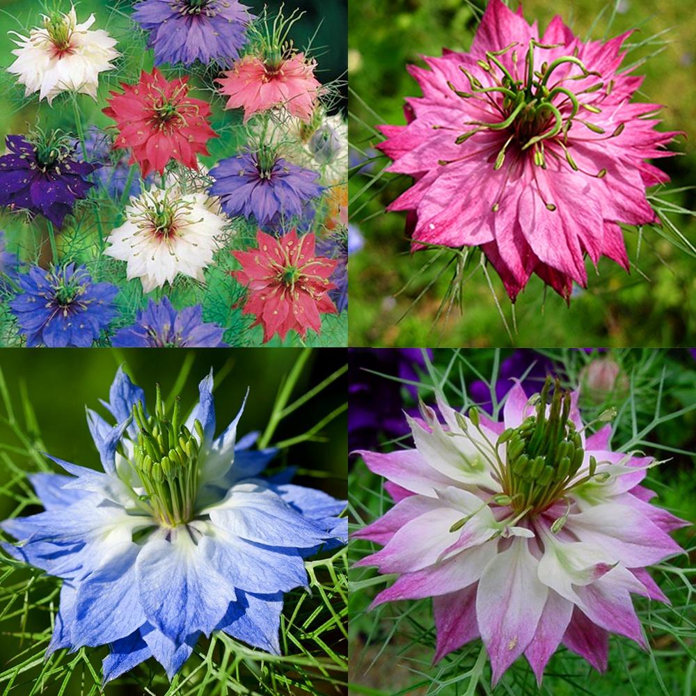 Hạt giống hoa bảo thạch ba tư mix màu KNS3684 - Gói 50 hạt