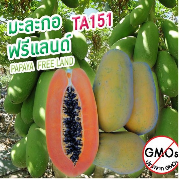 Hạt giống đu đủ Freeland TA151 - Nhập khẩu Thái Lan nguyên bao bì - gói 12 hạt - A5976