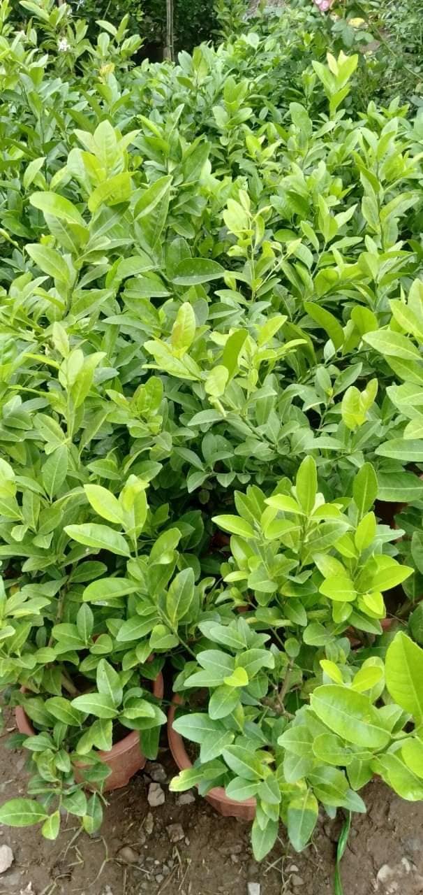 Cây chanh tứ quý sẵn quả