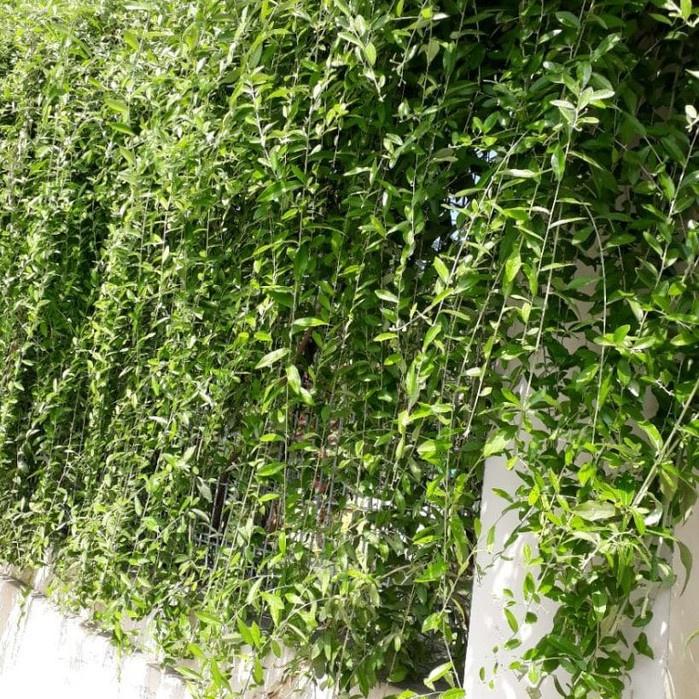 Cây Cúc Tần Ấn Độ - Cây leo trồng hàng rào, ban công chống nắng nóng