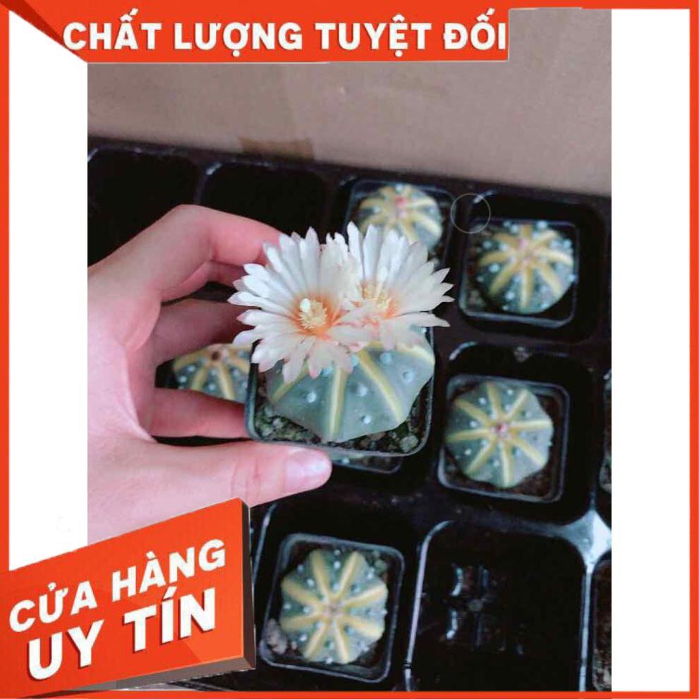 Xương rồng nhỏ Nhiều Người Mua