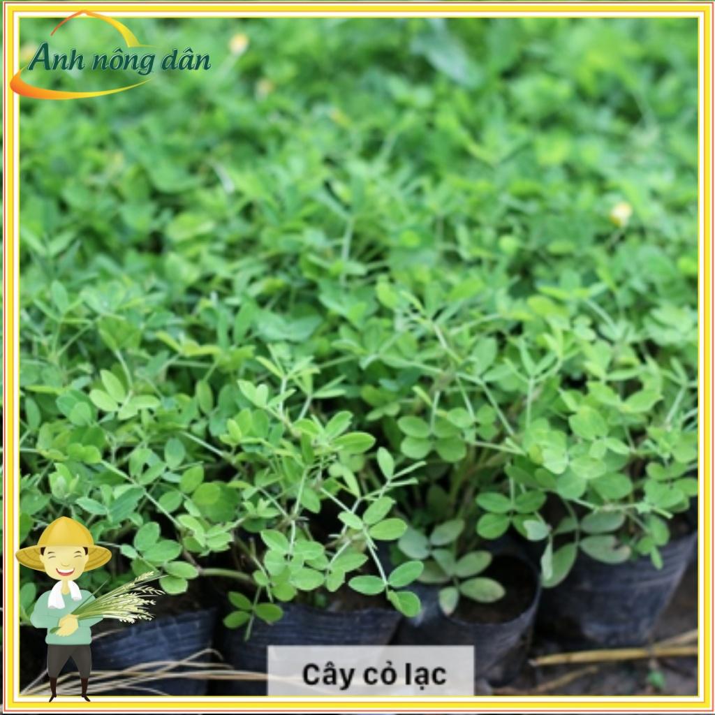 Gói 30g Hạt giống cỏ lạc dại - Hạt giống cỏ đậu phộng - Cỏ trồng công trình, sân vưởn