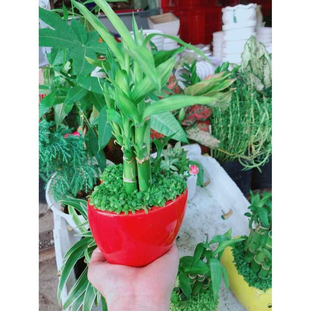 Chậu trúc phát tài trái tim đỏ Bán Chạy