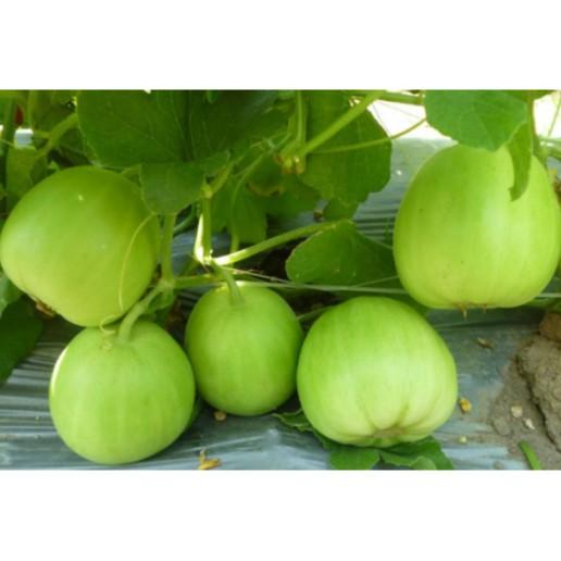 Dưa lê siêu ngọt ngân Hương