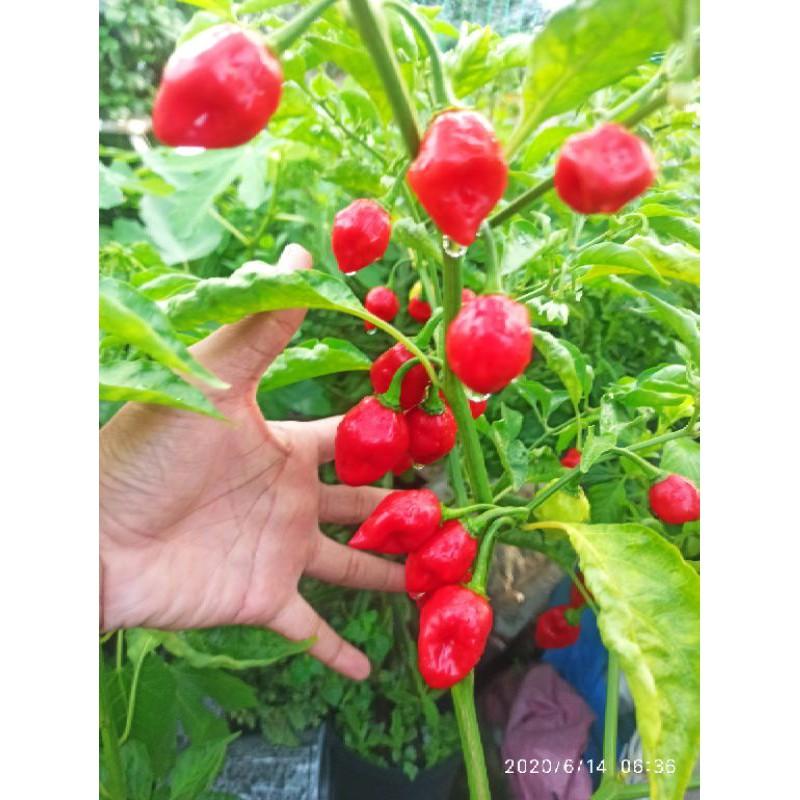 PHÂN BÓN DINH DƯỠNG CHO CÂY ĂN TRÁI