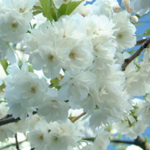 HOA MAI TRẮNG,HOA MAI TRẮNG HOA TẾT,LOÀI HOA Đại diện cho người quân tử liêm minh, chính trực