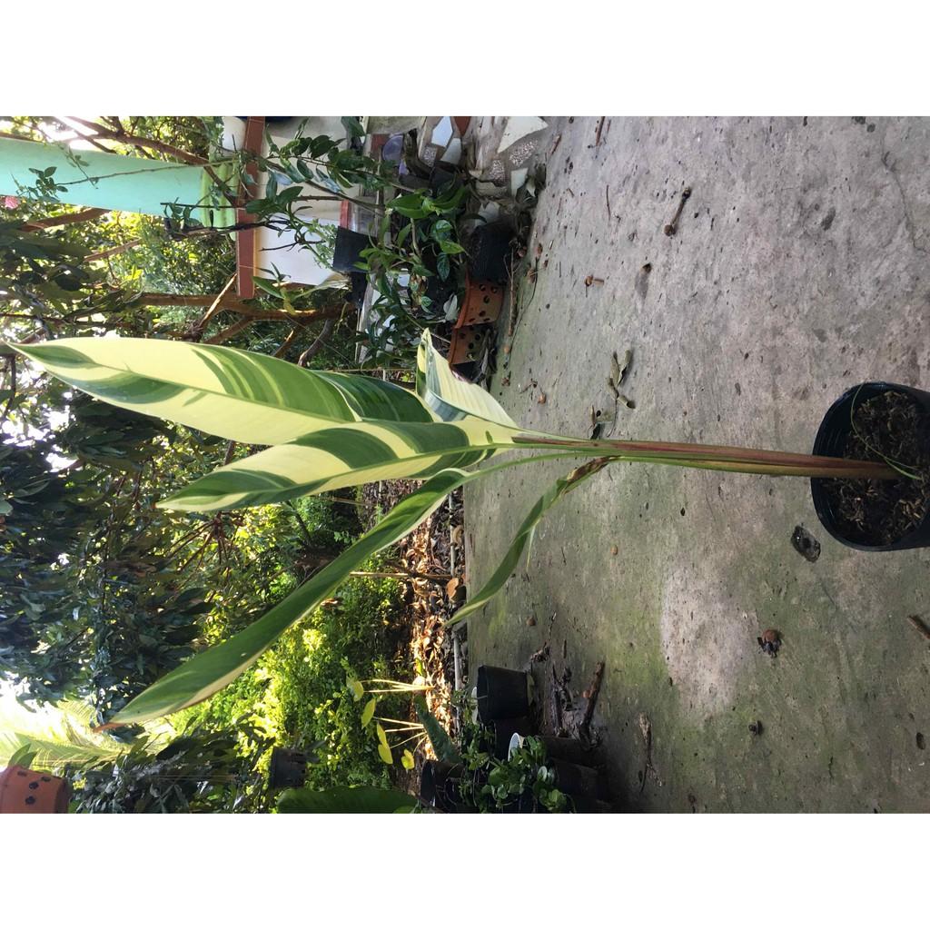 Cây chuối mỏ két lá cẩm thạch