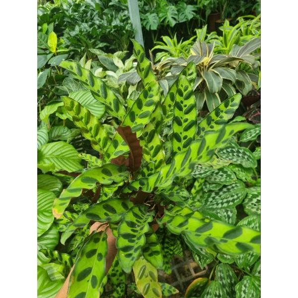 Chậu cây đuôi công phụng (Calathea lancifolia)