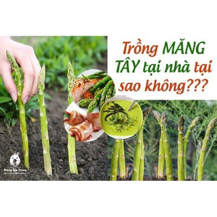 BẦU CÂY GIỐNG MĂNG TÂY XANH 1 NĂM TUỔI, SIÊU NĂNG SUẤT, SIÊU KINH TẾ