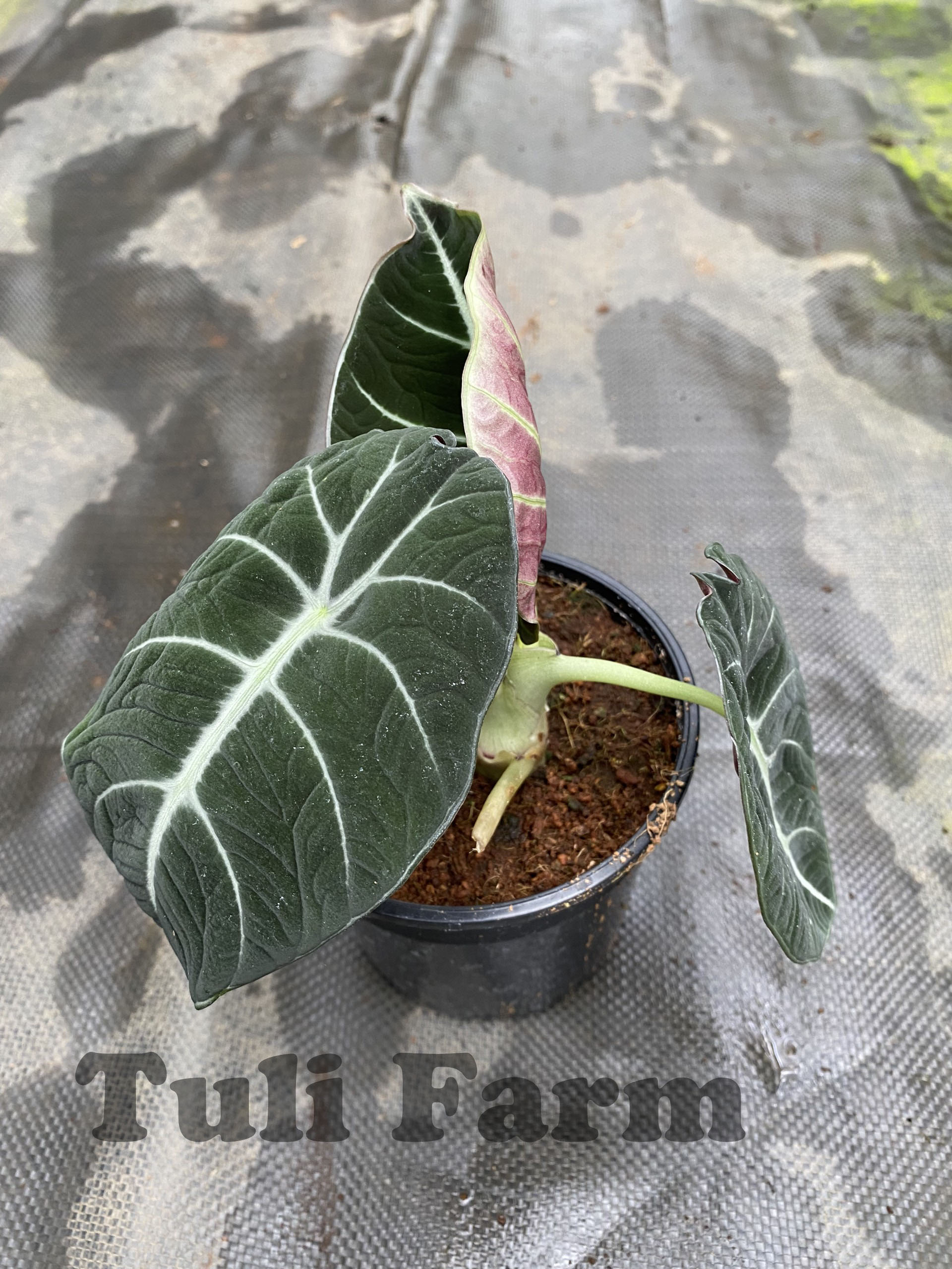 Cây Môn Rồng đen Alocasia Black Velvet