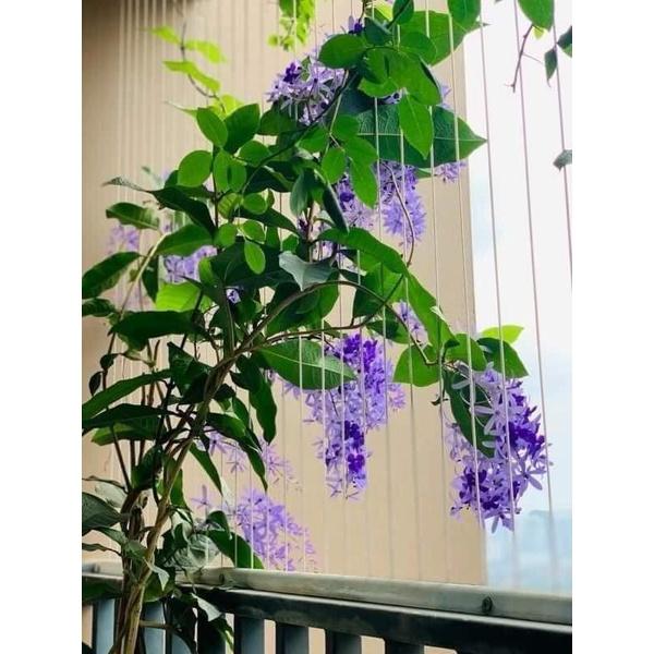 CÂY GIỐNG HOA MAI XANH THÁI