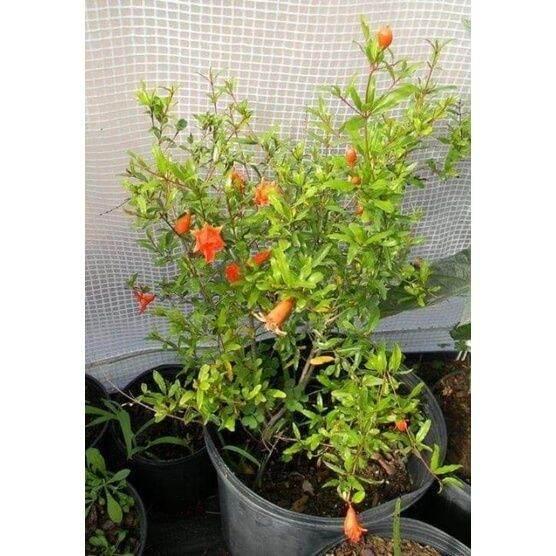Cây giống lựu đỏ ấn độ siêu sớm