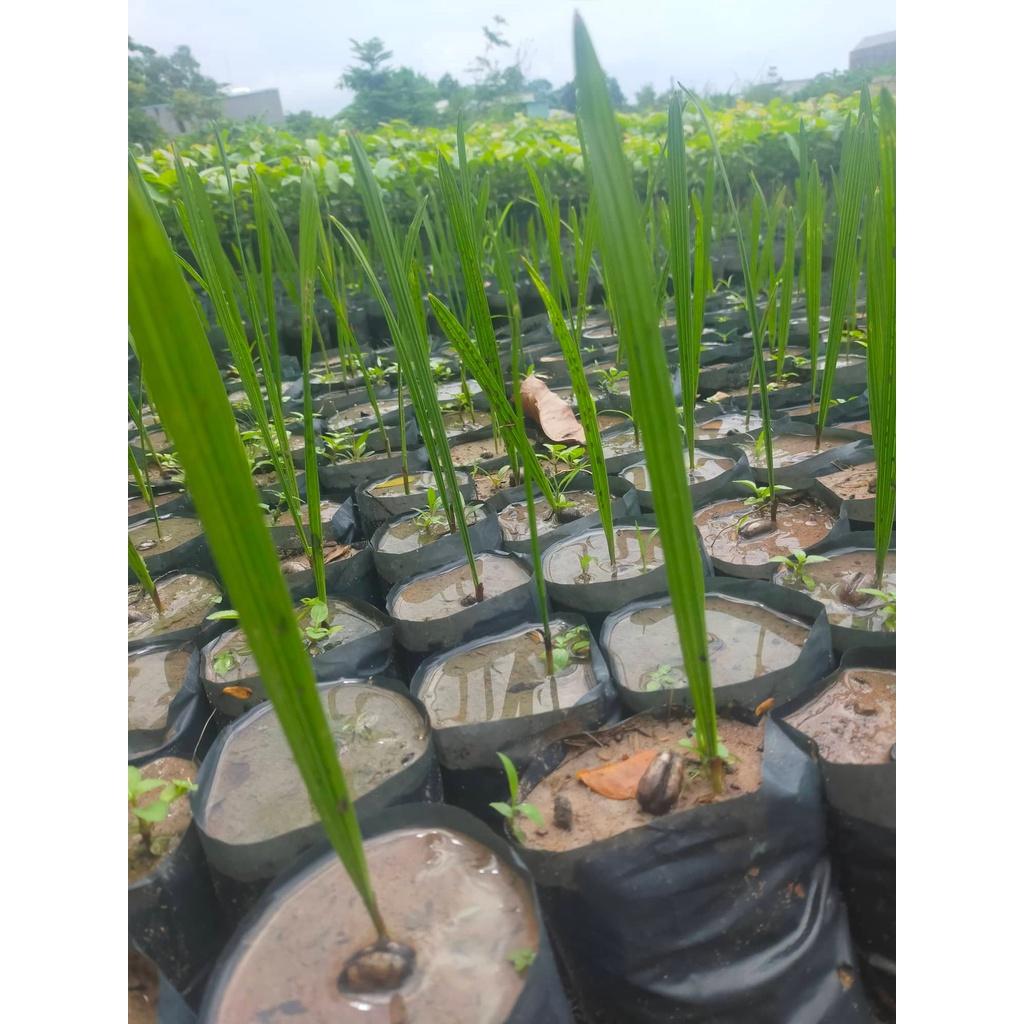 Hạt giống chà là cảnh - chà là kiểng 1kg/gói