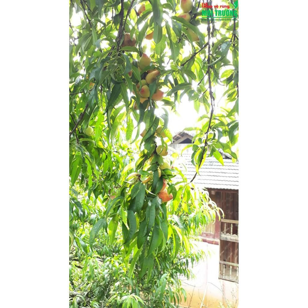 CHẬU CÂY ĐÀO ĂN QUẢ SIÊU NGỌT,SIÊU QUẢ-DÒNG QUẢ SƠM CAM KẾT GIỐNG CHUẨN F1 + Tặng 01 cây dâu da đất