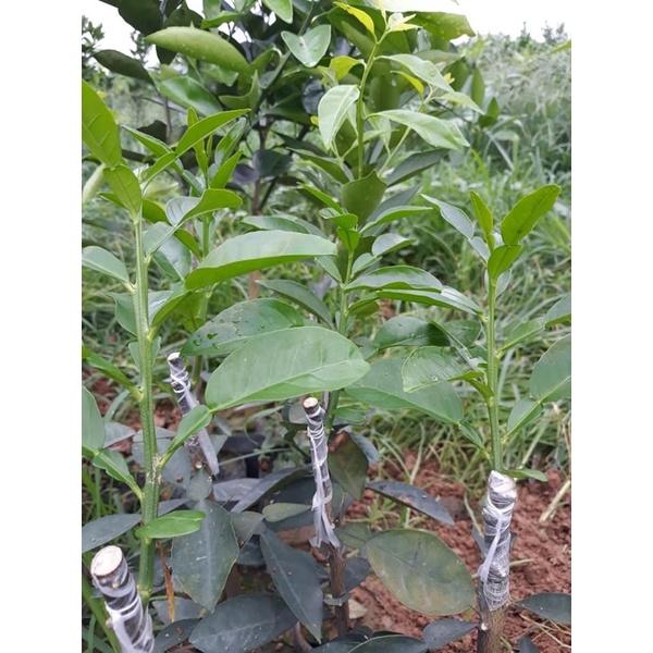 Giấy Ghép Cây-Nilon ghép cây giống 1 cuộn
