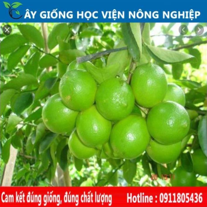 Sản phẩm Cây Ăn Trái chanh tứ quý ra quả quanh năm