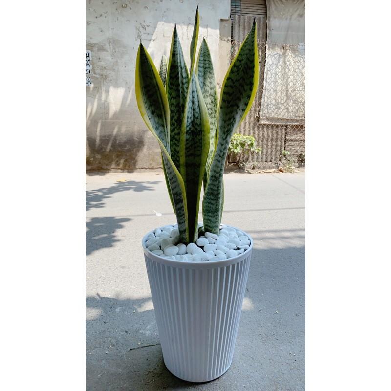 Cây Lưỡi Hồ Cao Kèm Chậu Sứ