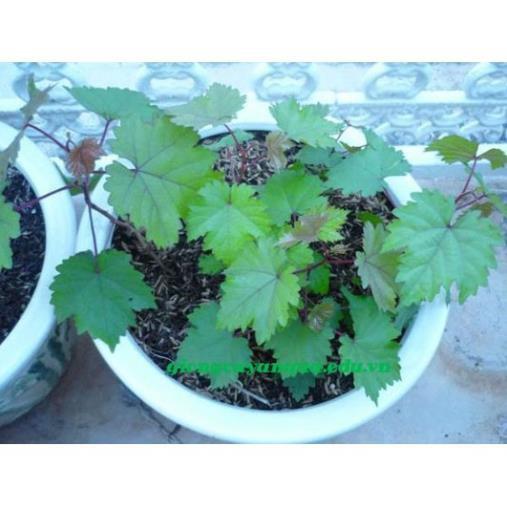 Sản phẩm CÂY GIỐNG NHO PHÁP