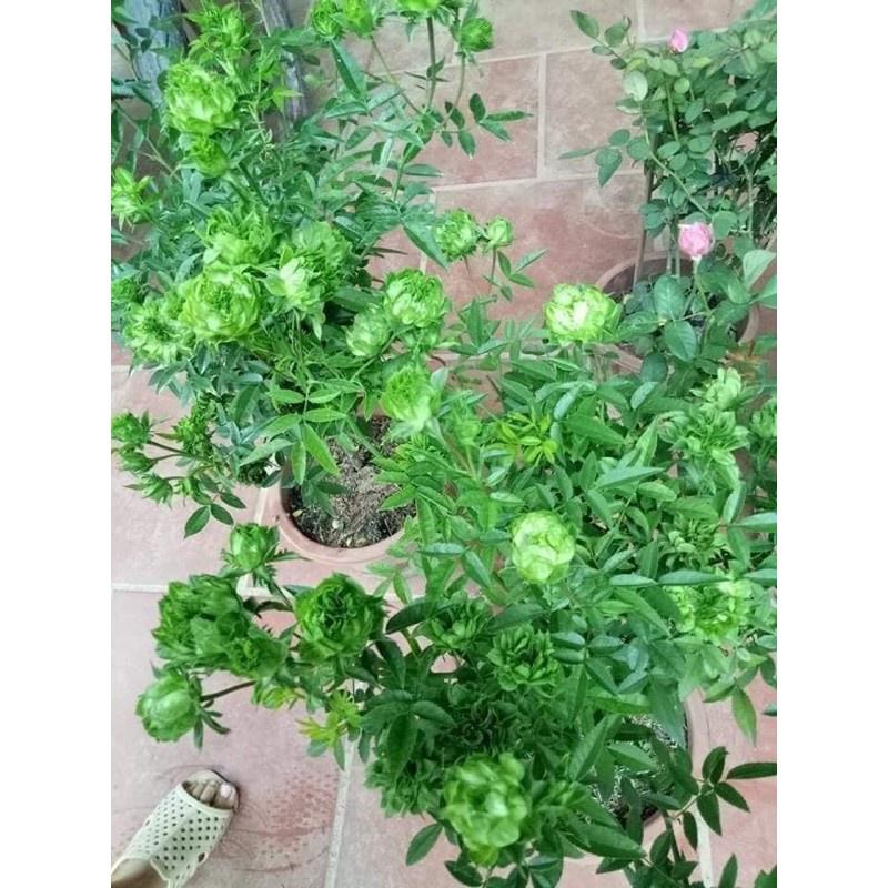 Chậu hoa hồng xanh chậu to đang nụ hoa- bầu cây to trưởng thành