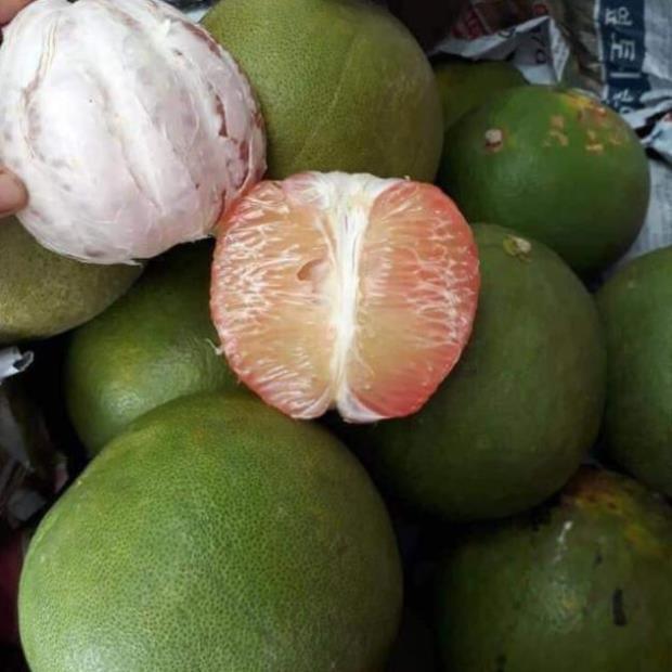 Cây giống bưởi da xanh, giống bưởi da xanh 2 năm cho quả, cây cao 60cm