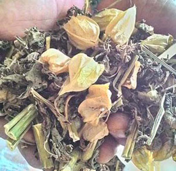Cây tầm bóp - Cây thù lù - Khô 500gr