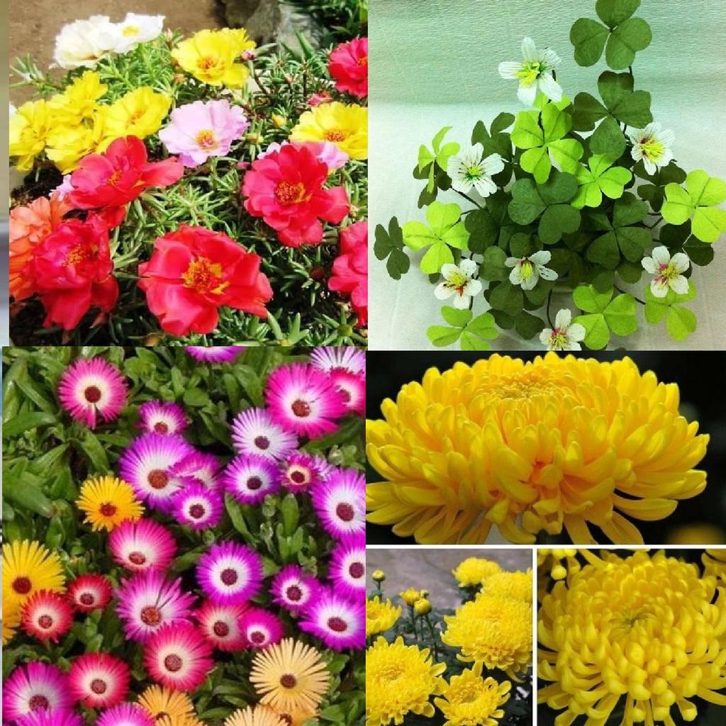 Combo 4 gói hạt giống hoa các loại dễ trồng ,ngắn ngày-gói 50 hạt/tặng kèm gói phân bón lót