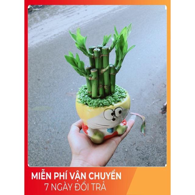 Chậu Trúc Phát Tài