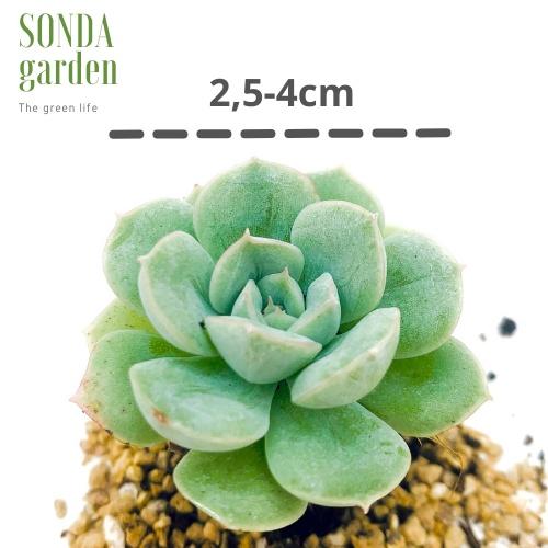 Sen đá liên đài trắng SONDA GARDEN size mini 2.5-4cm, cây cảnh trang trí nhà cửa, lỗi 1 đổi 1