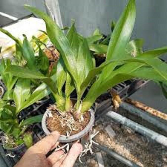 CÂY GIỐNG VŨ NỮ HOÀNG HẬU, SIÊU ĐẸP - CGLVNHH