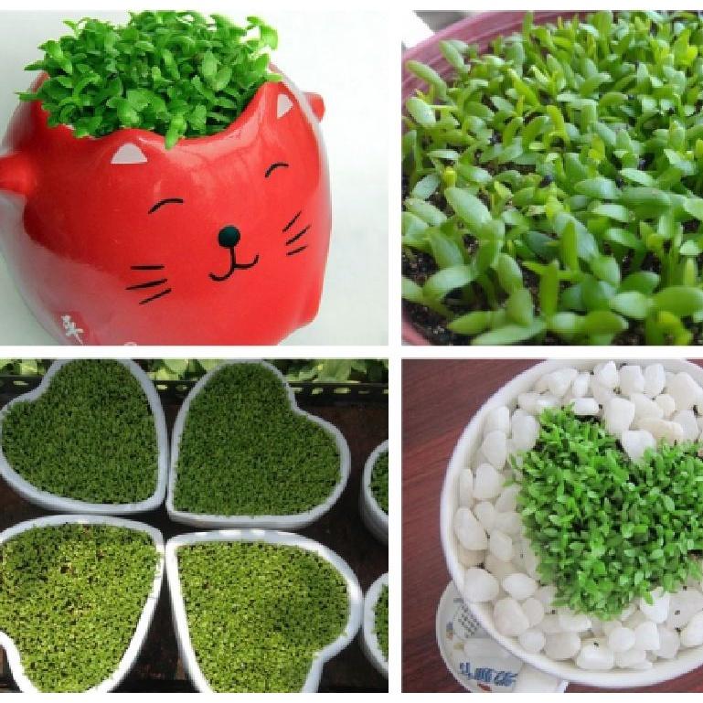 Hạt giống Cỏ may mắn - gói 1gr -fdf