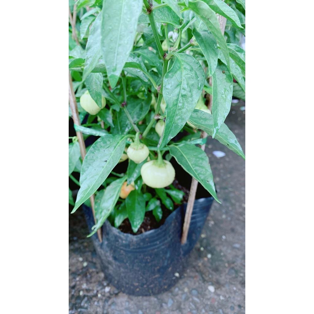 Cây Ớt Cà Trái Như Quả Cà