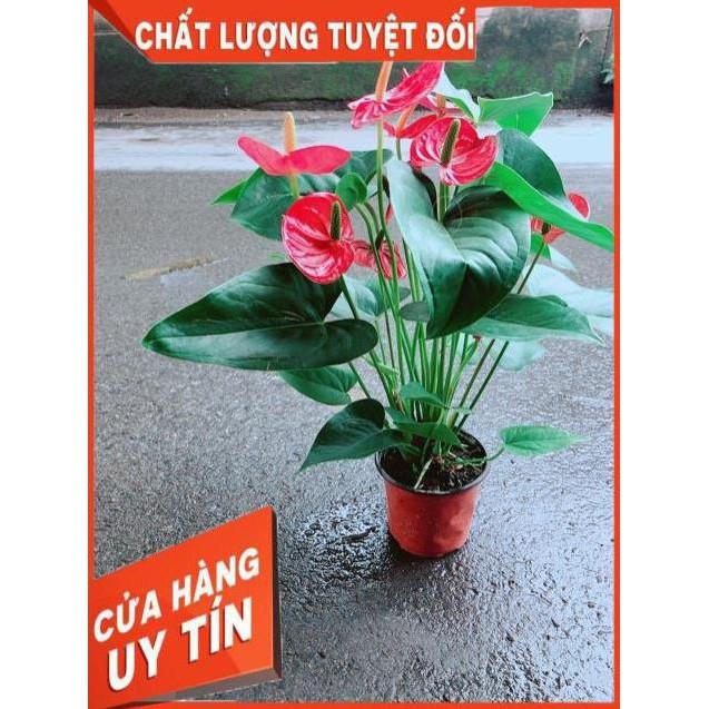 Cây Hồng Môn